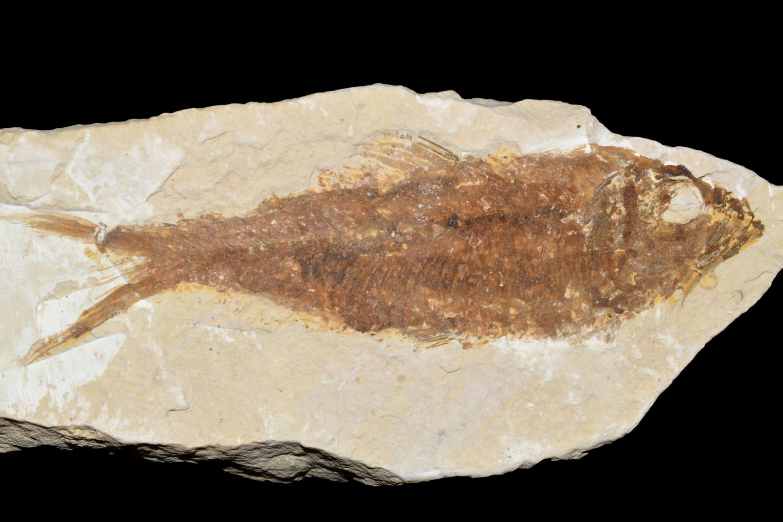 6 1/4" Fish Fossil Plate Green River Wyoming (1 of 2)