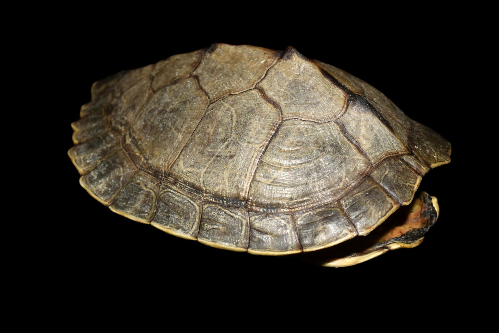 6 1/2" Snapping Turtle Shell (1 of 6)
