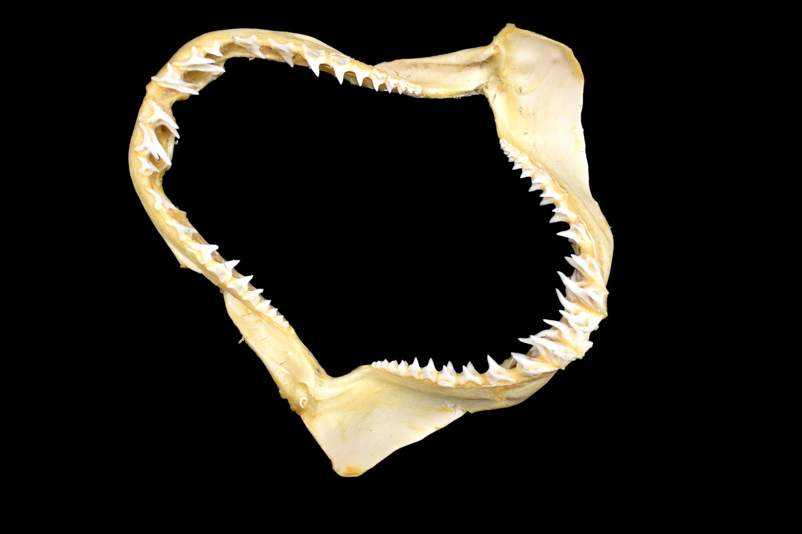 8 3/8" Excellent Mako Shark Jaw (1 of 6)