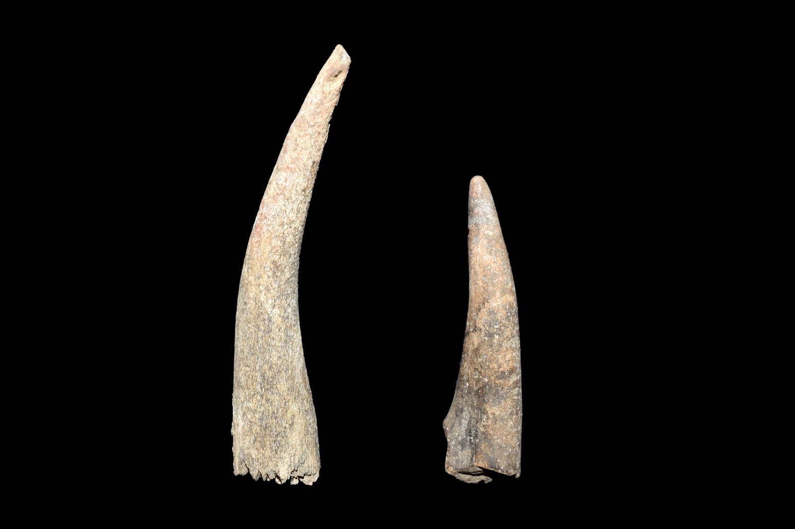 Lot of 2 Antler Knapping Tools, Largest 3 1/2", Found (1 of 3)