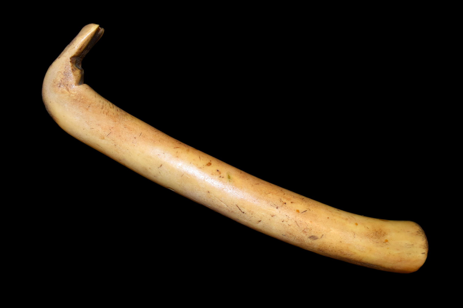 12 1/2" Mandan Elk Antler Scraping Tool, Native (1 of 6)