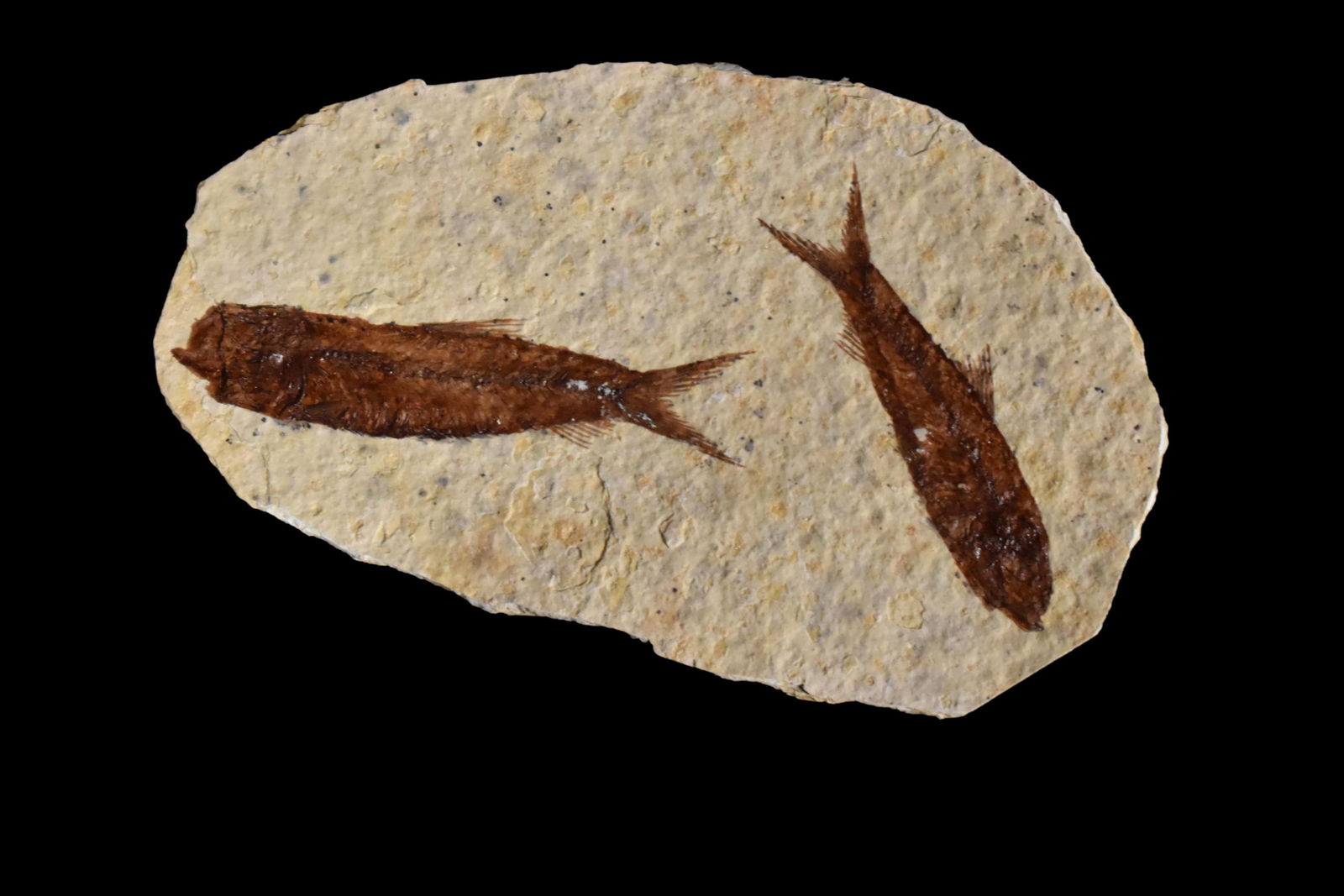 53.5 to 48.5 Years Old Green River Wyoming Fish Fossil (1 of 4)