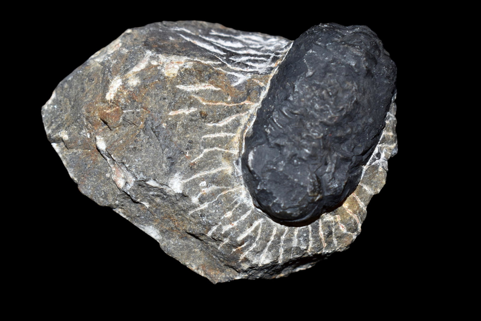 2 7/8" Trilobite Fossil: 2 7/8" Trilobite Fossil
