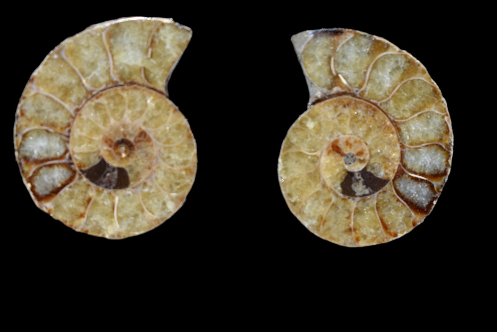 Pair of Sliced Annonite Fossils - Madagascar: Pair of Sliced Annonite Fossils - Madagascar