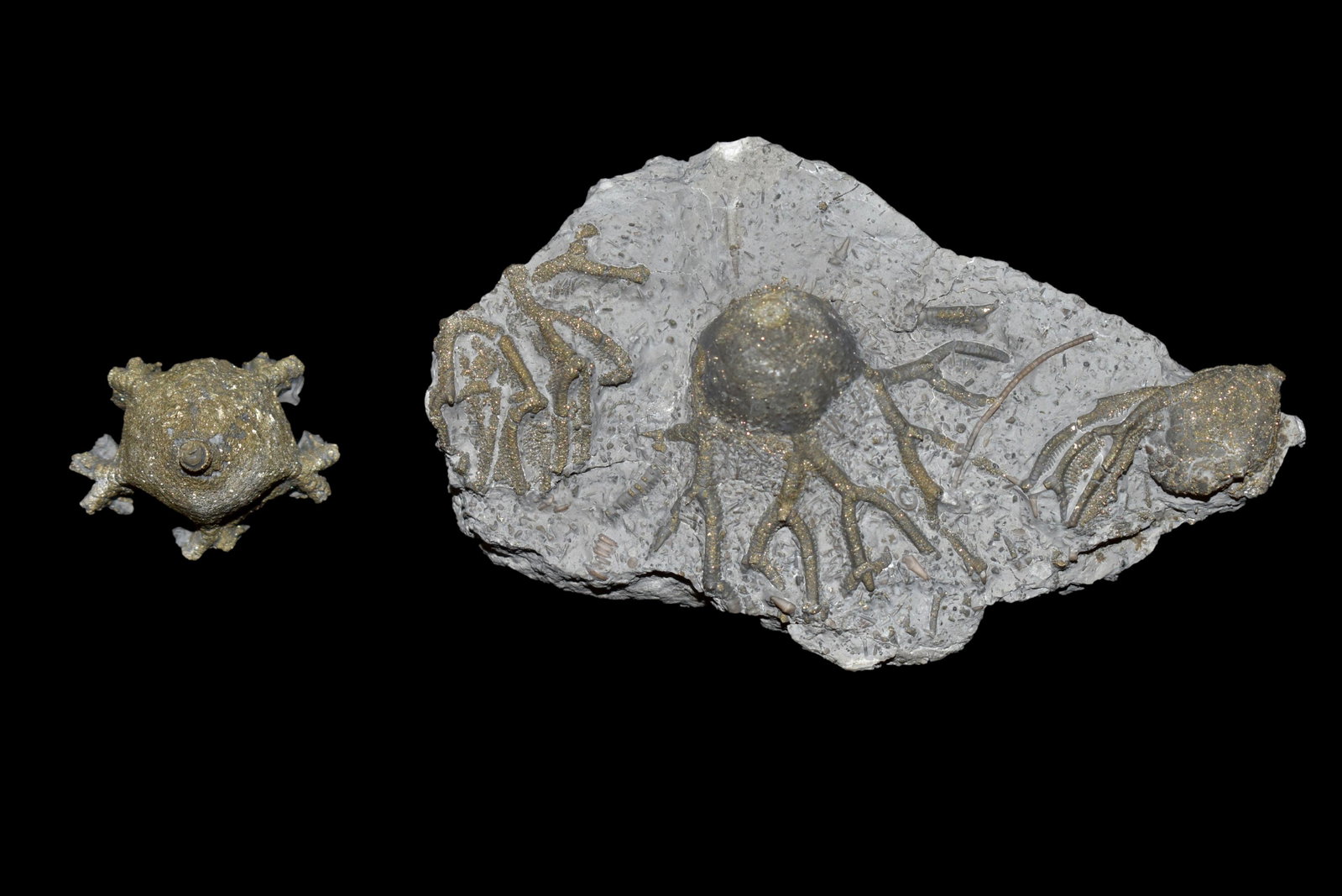 Pyritized crinoid Calyx and Misc Associated fossils,: Pyritized crinoid Calyx and Misc Associated fossils, Anthroacantha carpenteri, Silica Shale Frm, Middle Devonian, Lucas Co, OH 4"