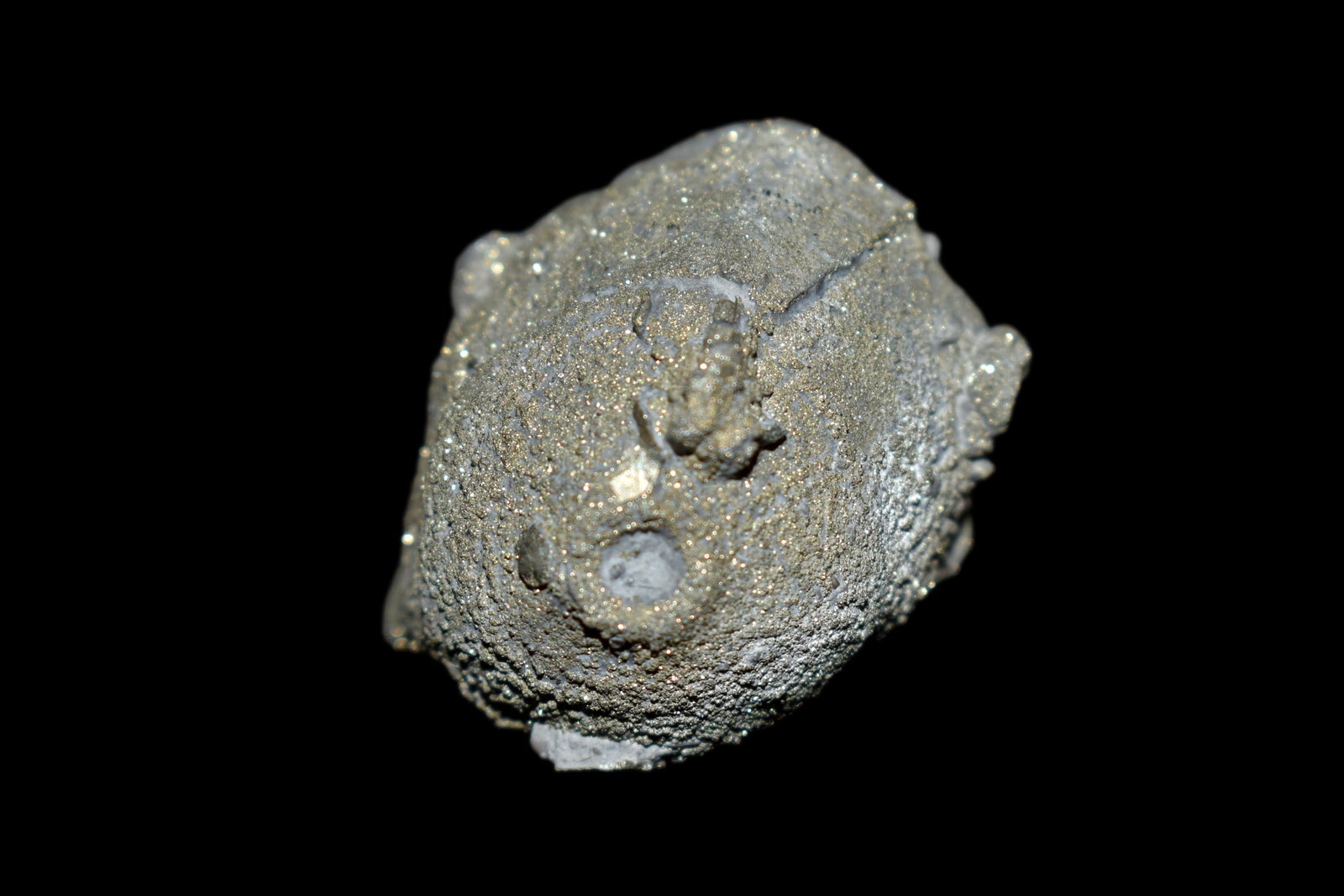 Pyritized crinoid Calyx and Misc Associated fossils,: Pyritized crinoid Calyx and Misc Associated fossils, Anthroacantha carpenteri, Silica Shale Frm, Middle Devonian, Lucas Co, OH