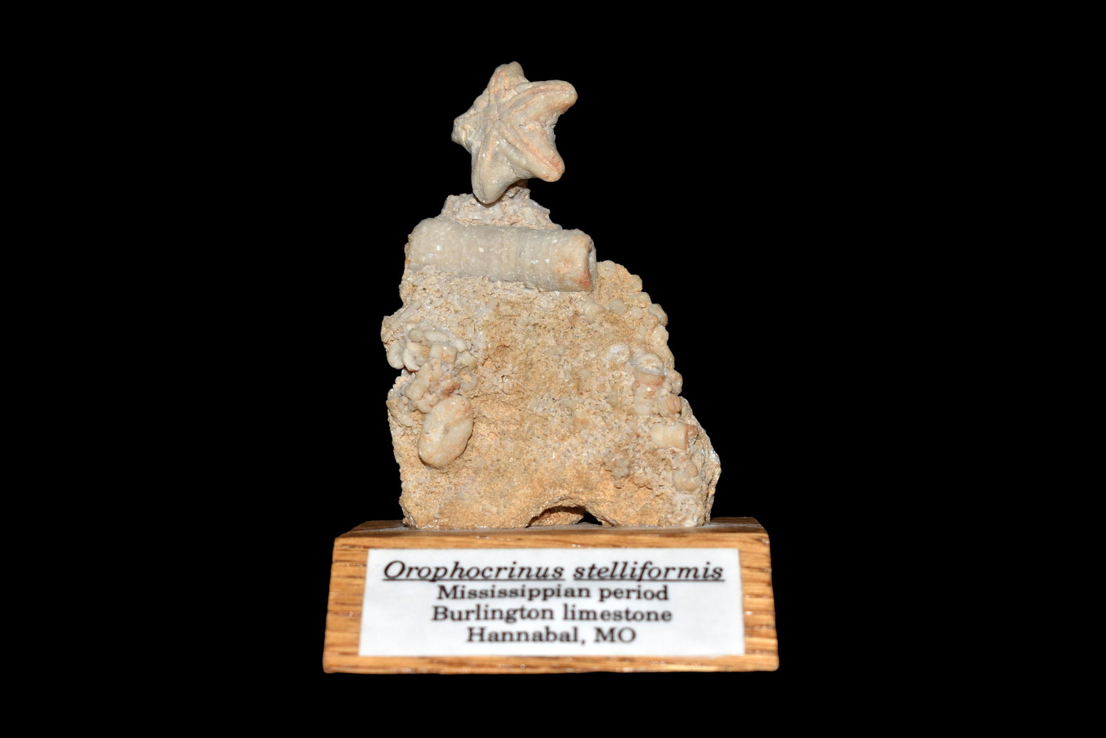 Oropharynx Stelliform - Mississippian Period,: Oropharynx Stelliform - Mississippian Period, Burlington Limestone, Hannibal, MO