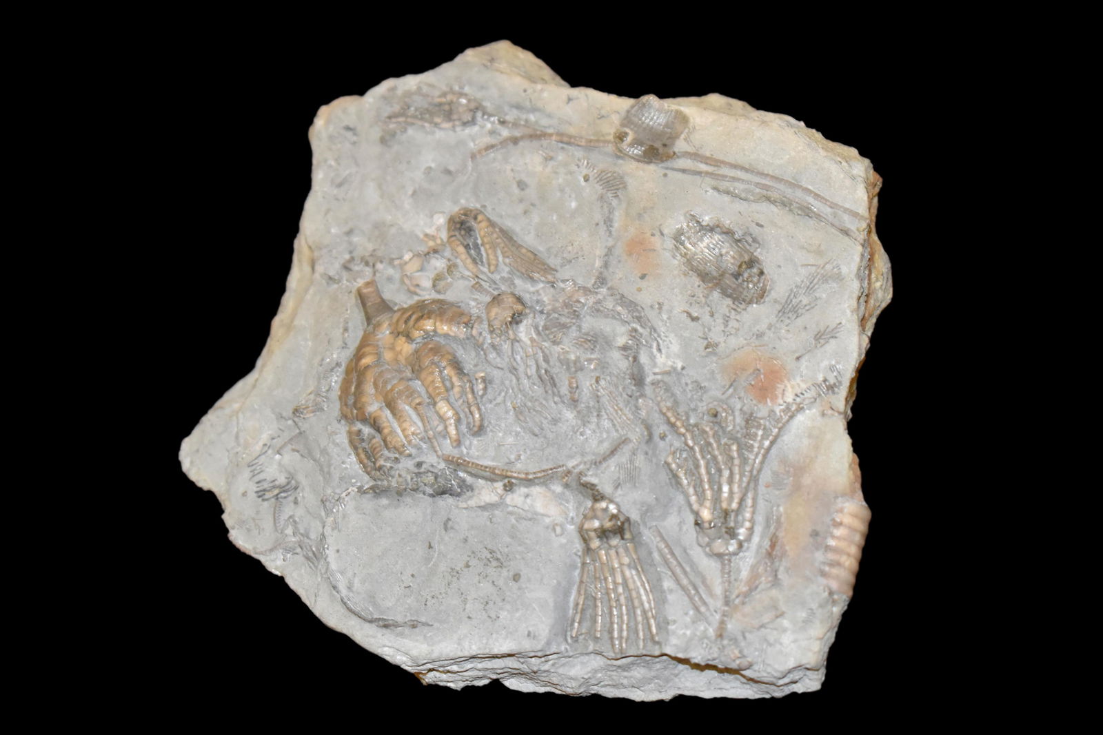 Multiple species crinoid plate. Crawfordsville, IN: Multiple species crinoid plate. Crawfordsville, IN Nicely prepared by Michael Davis of Nature's Spectrum. 5" x 4 3/4". Nice, solid specimen