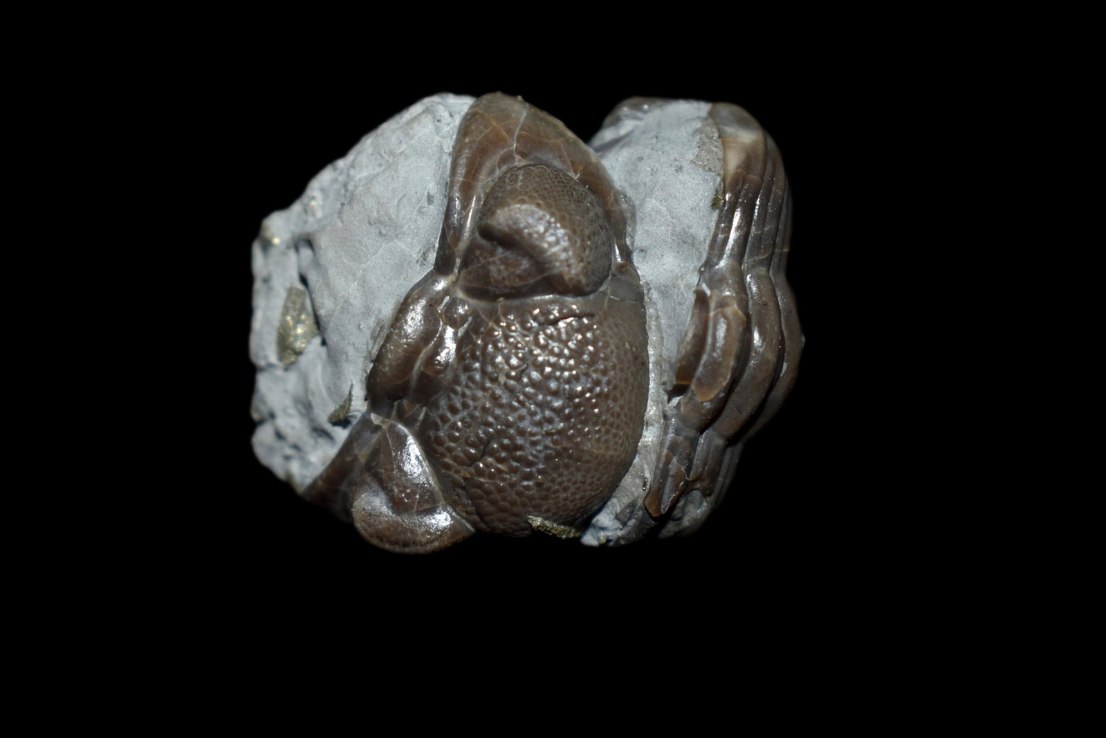 Enrolled Eldredgeops (Phacops) rana Trilobite Fossil,: Enrolled Eldredgeops (Phacops) rana Trilobite Fossil, Mt Orab, OH Matrix and specimen 1 1/4" x 1 1/4" Partially pyritized