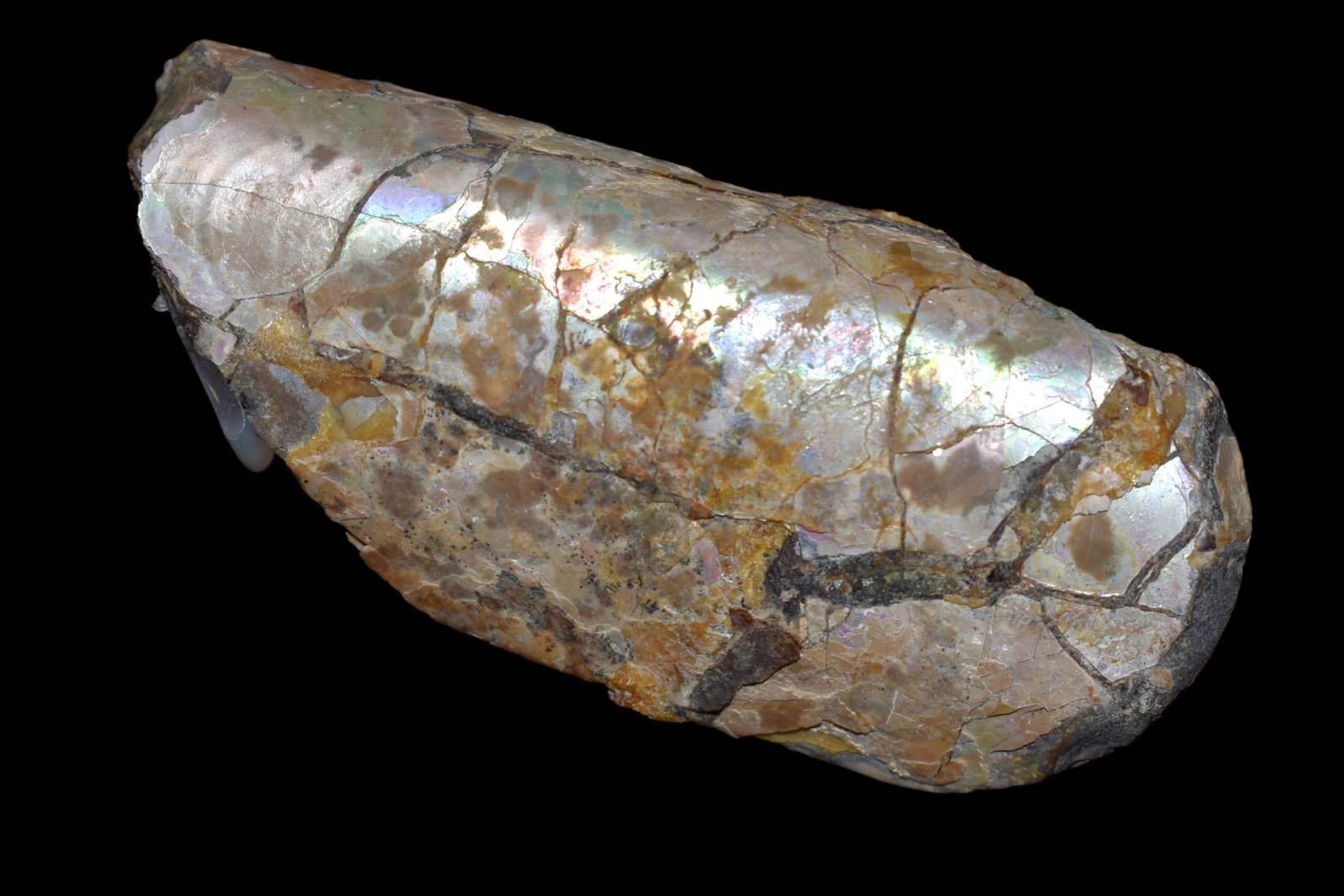 Exquisite Bacculite and Clam combination with lots of: Exquisite Bacculite and Clam combination with lots of mother of pearl showing. Pierre Shale, Pennington Co., SD 3 3/4". Solid piece.