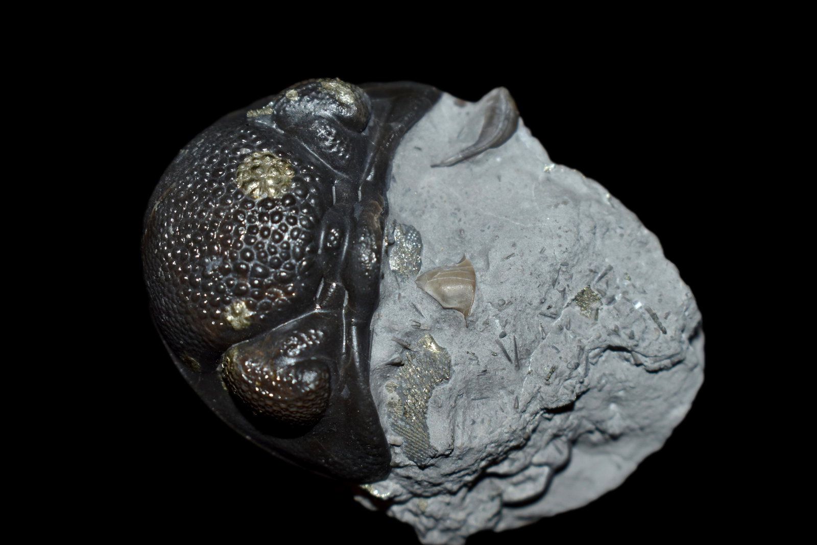 Eldredeaops (phacops) rana Trilobite Fossil. Mt Orab,: Eldredeaops (phacops) rana Trilobite Fossil. Mt Orab, OH Matrix and specimen 2", Partially pyritized