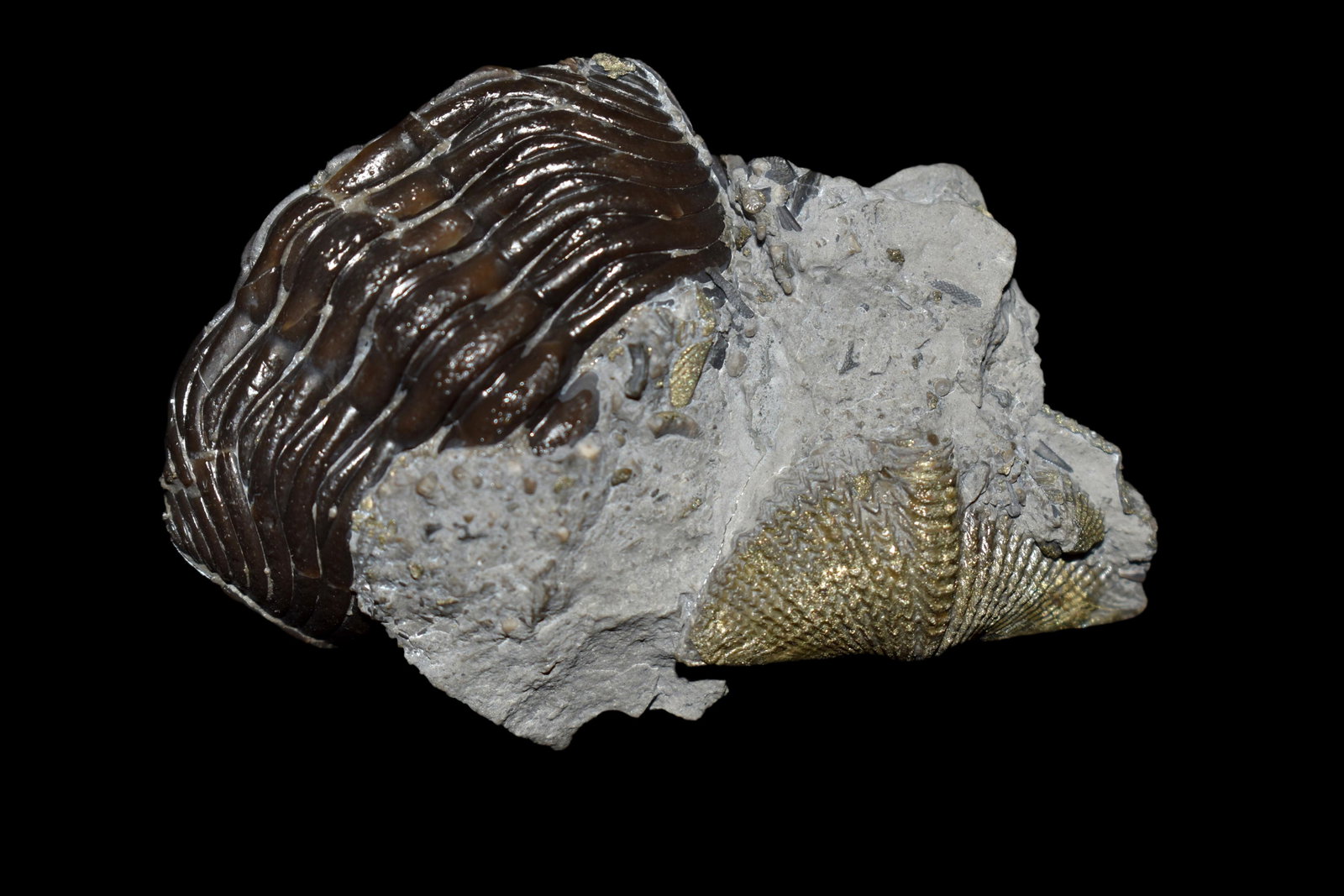 Eldredeaops (Phacops) rana Trilobite Fossil. Mt Orab, O: Eldredeaops (Phacops) rana Trilobite Fossil. Mt Orab, OH Matrix and specimen 2 1/2" x 1 5/8" Partially Pyritized