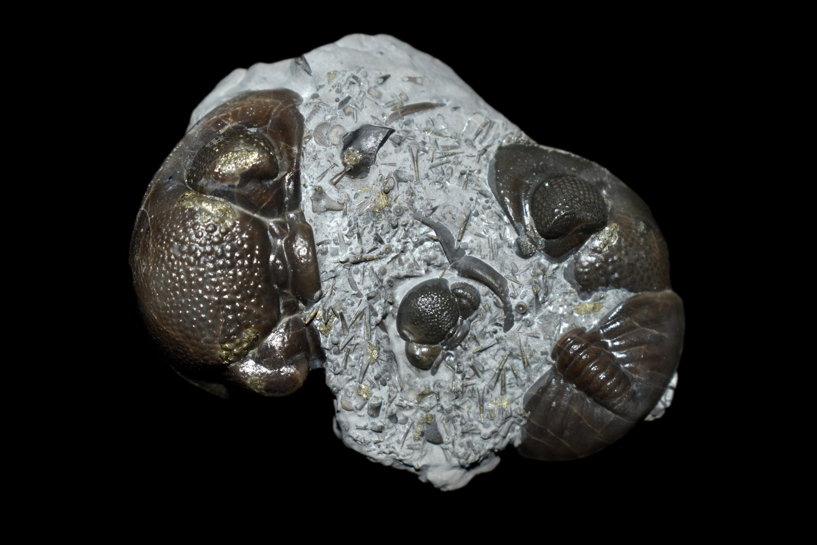 Eldredeaops (Phacops) rana Trilobite Fossil. Mt Orab,: Eldredeaops (Phacops) rana Trilobite Fossil. Mt Orab, OH Matrix and specimen 2" x 1 1/2" Partially Pyritized
