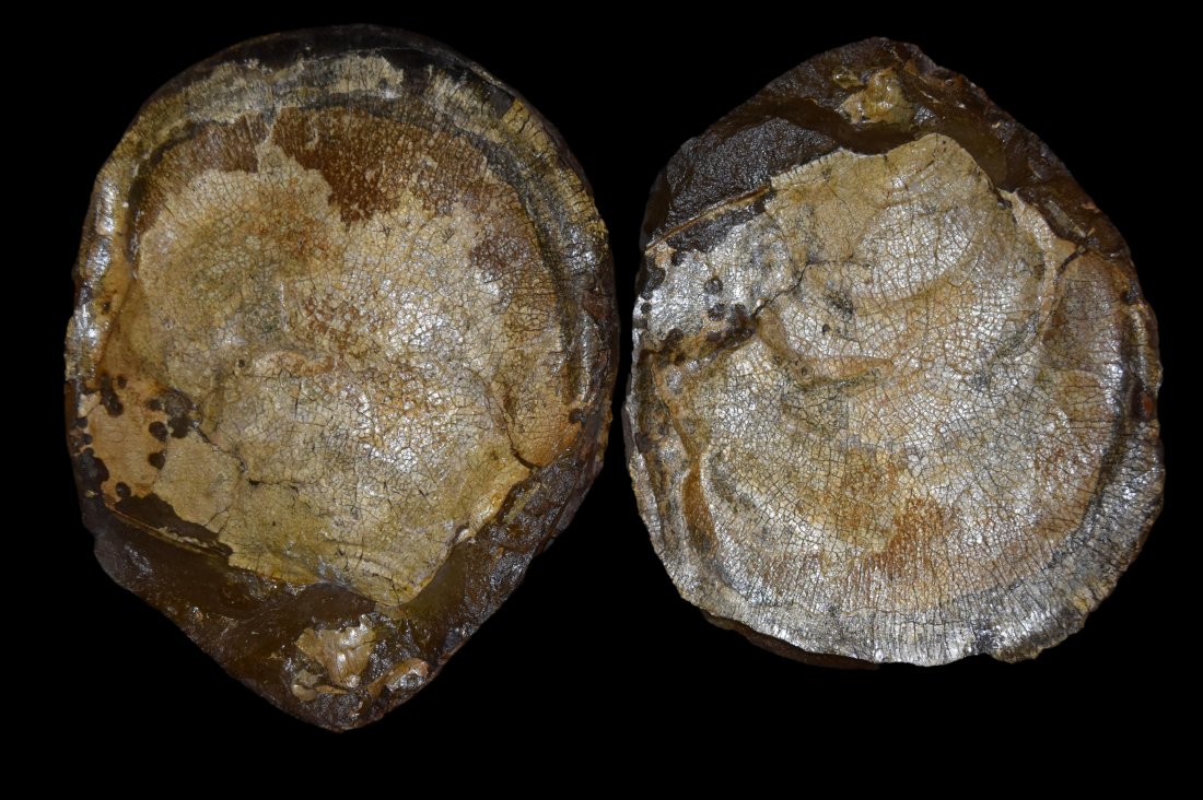 13" x 10" Clam/bivalve, Pierre Shale, near Rapid City S: 13" x 10" Clam/bivalve, Pierre Shale, near Rapid City SD