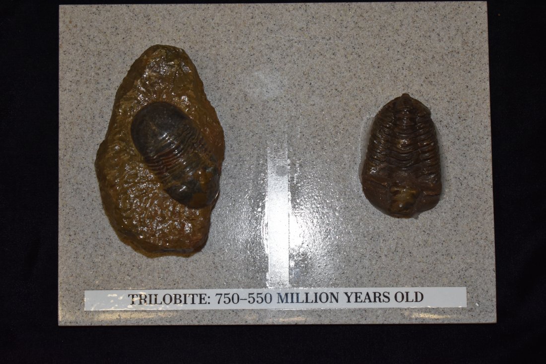 Pair of 750-550 MYA Trilobite Fossils: Pair of 750-550 MYA Trilobite Fossils