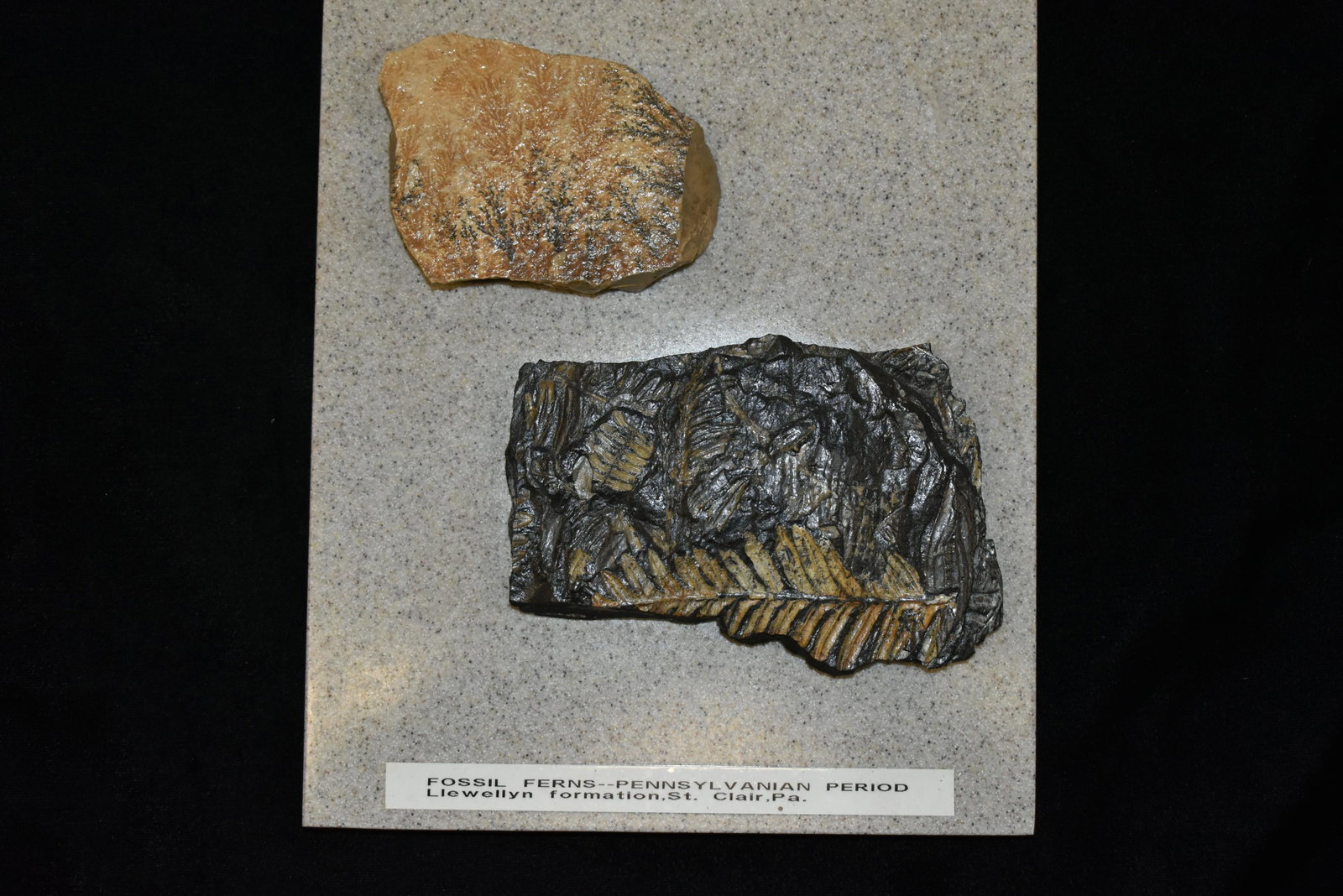 Pair of Fossil Ferns from the Pennsylvanian Period - St: Pair of Fossil Ferns from the Pennsylvanian Period - St Clair, PA