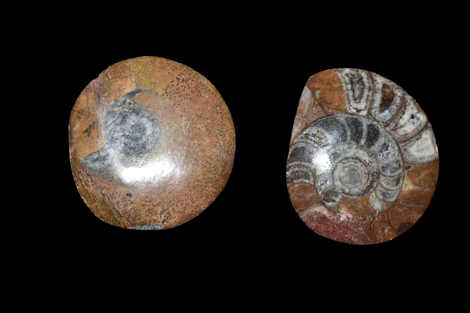 Pair of Ammonite Fossils: Pair of Ammonite Fossils