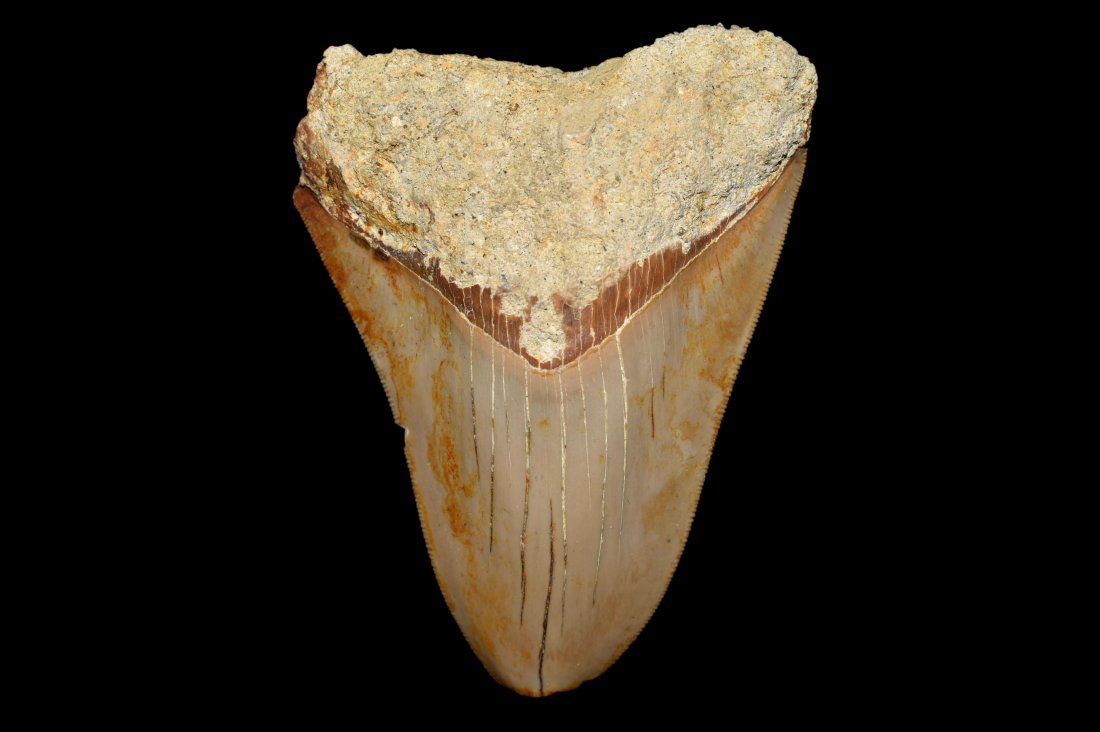 4 7/8" Megalodon Shark Tooth Fossil, Java: 4 7/8" Megalodon Shark Tooth Fossil, Java