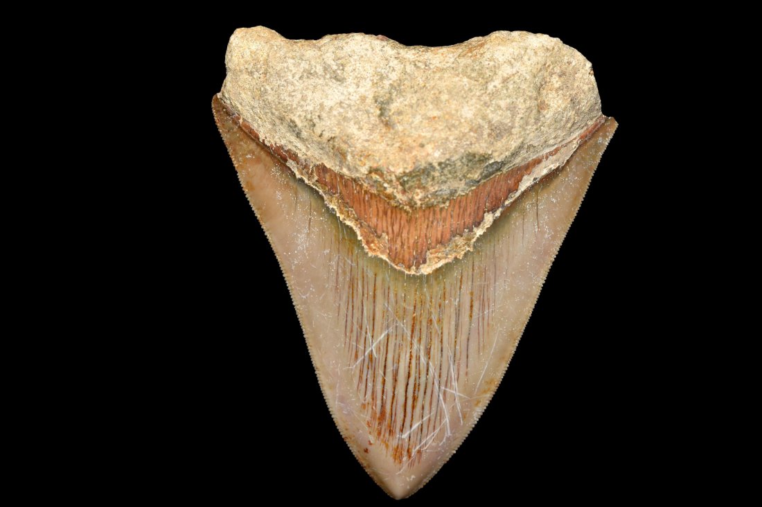 3 3/4" Megalodon Shark Tooth Fossil, Java: 3 3/4" Megalodon Shark Tooth Fossil, Java