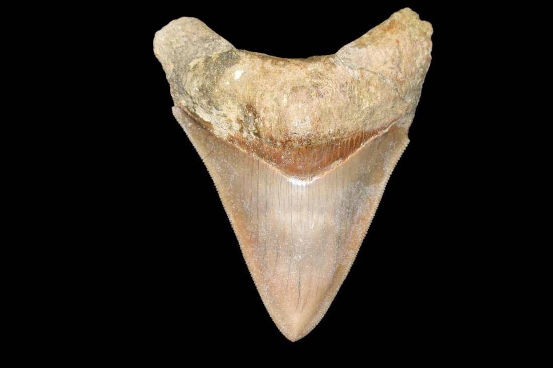 4" Megalodon Shark Tooth Fossil, Java: 4" Megalodon Shark Tooth Fossil, Java