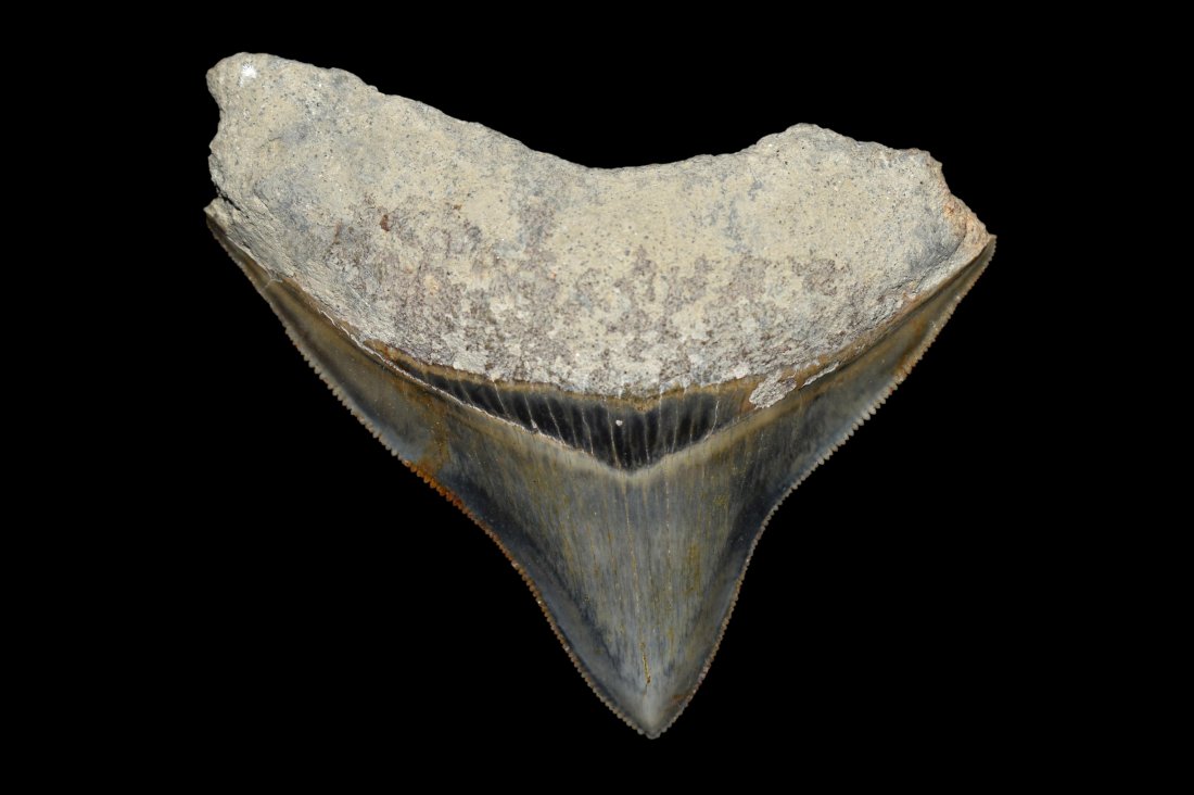 3 1/2" Megalodon Shark Tooth Fossil, Java: 3 1/2" Megalodon Shark Tooth Fossil, Java
