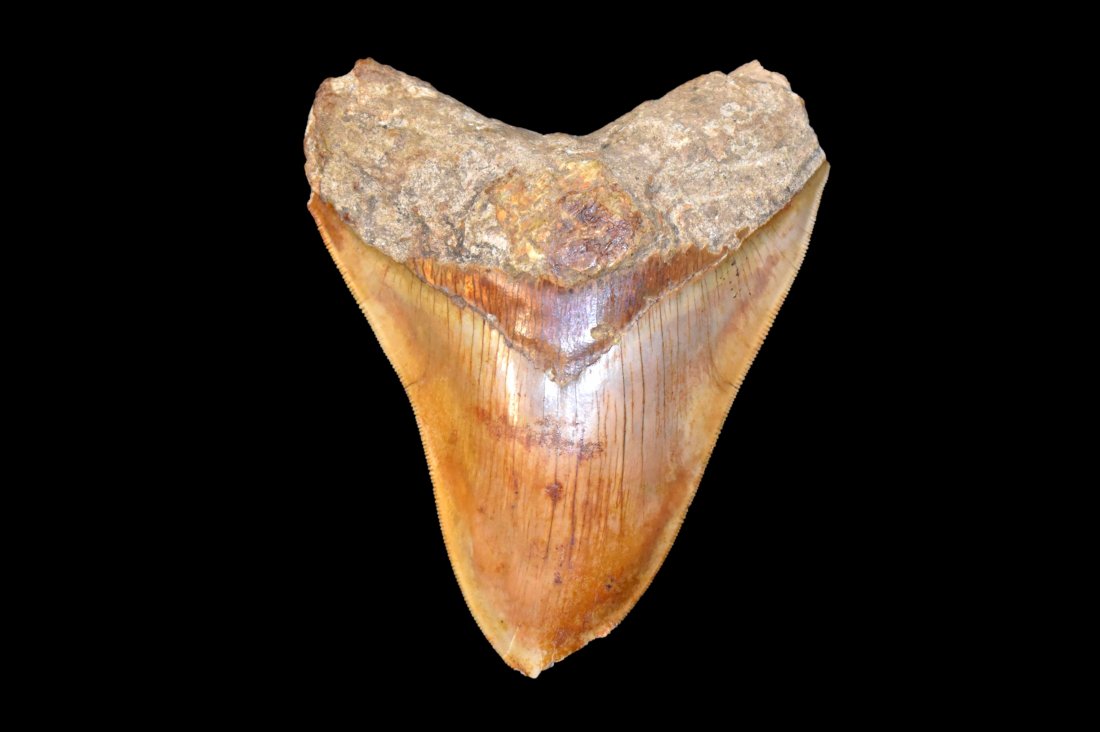 5 1/2" Megalodon Shark Tooth Fossil, Java: 5 1/2" Megalodon Shark Tooth Fossil, Java