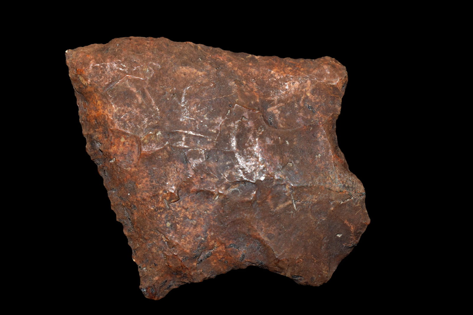 2 3/8" Cotton Bridge found in Florida, Authentic Native (1 of 5)