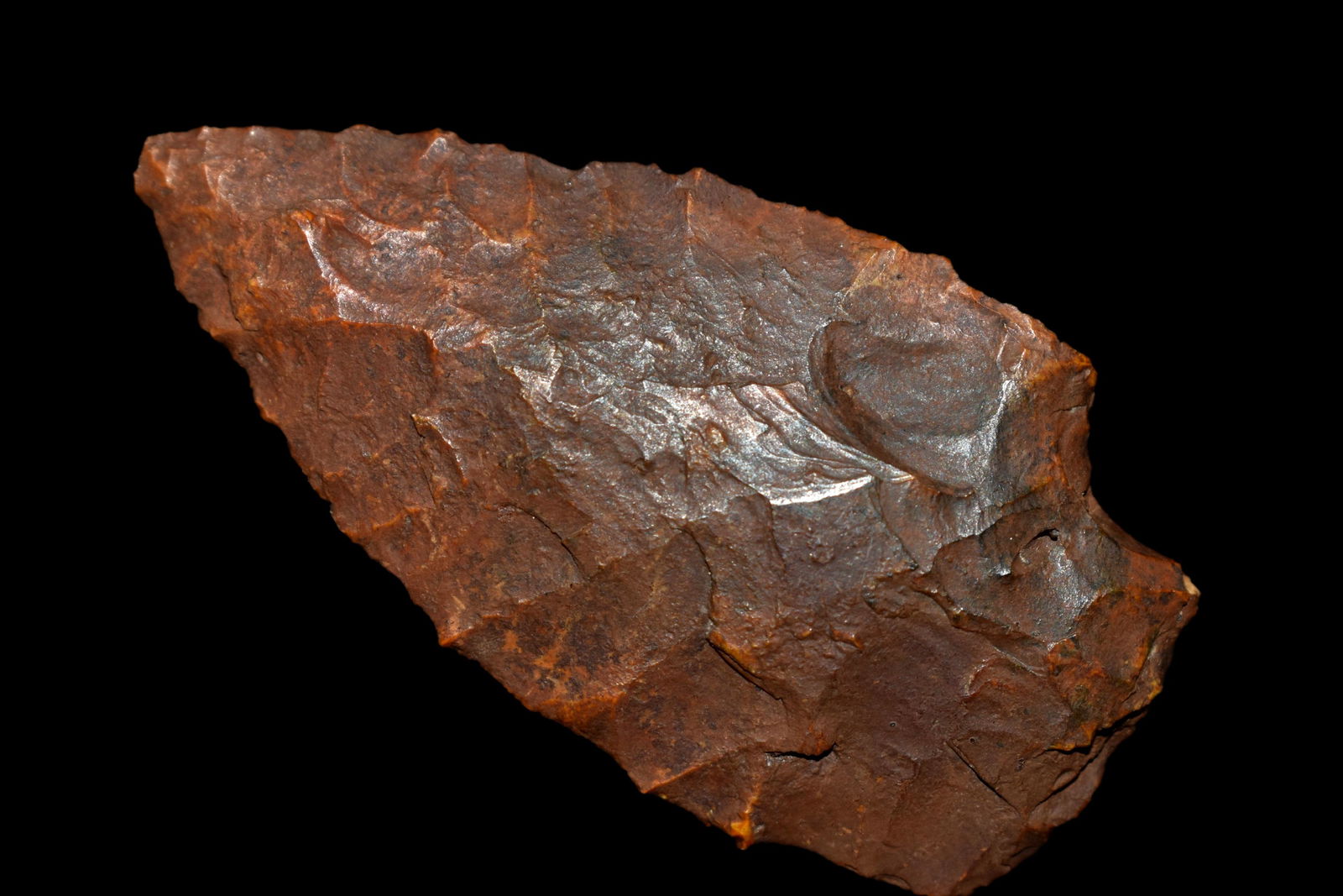 2 1/2" Cowhouse Slough found in Florida, Authentic (1 of 5)