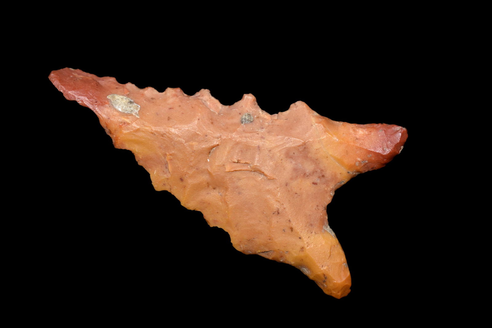 Great 1 3/8" HEAVILY Patinated Dalton found in Clay (1 of 4)