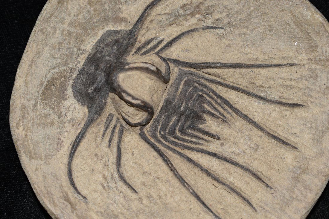 Trilobite Fossil Cast, 4\\\" (1 of 3)