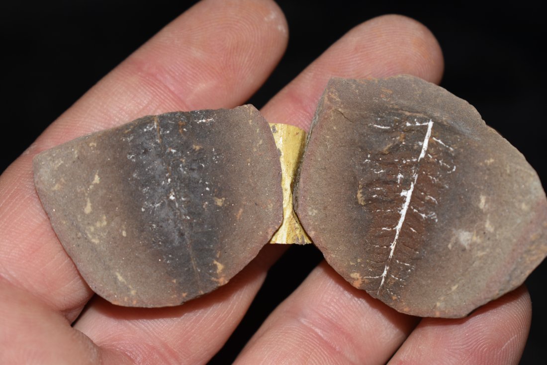 Fern Fossil, Mason Creek Illinois.: Fern Fossil, Mason Creek Illinois.