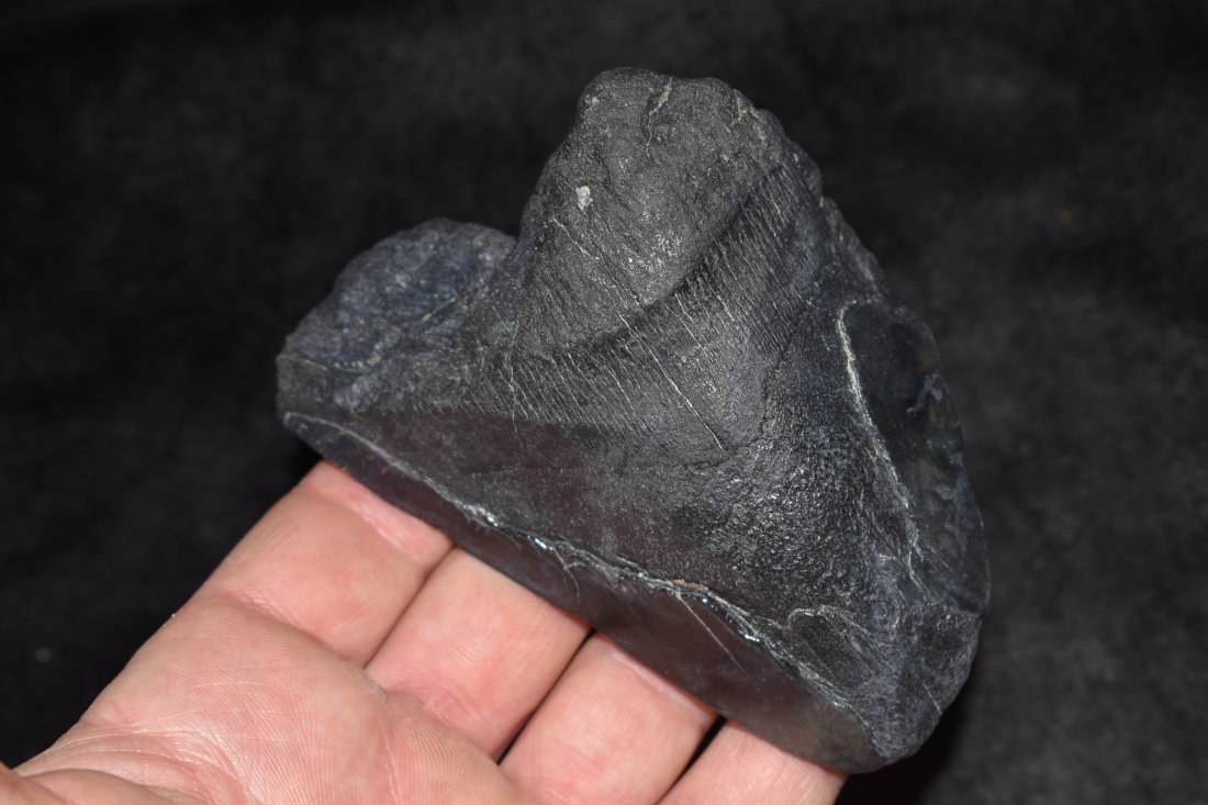 Megalodon Shark Tooth Fossil Over 3 Million YR OLD: Megalodon Shark Tooth Fossil Over 3 Million YR OLD