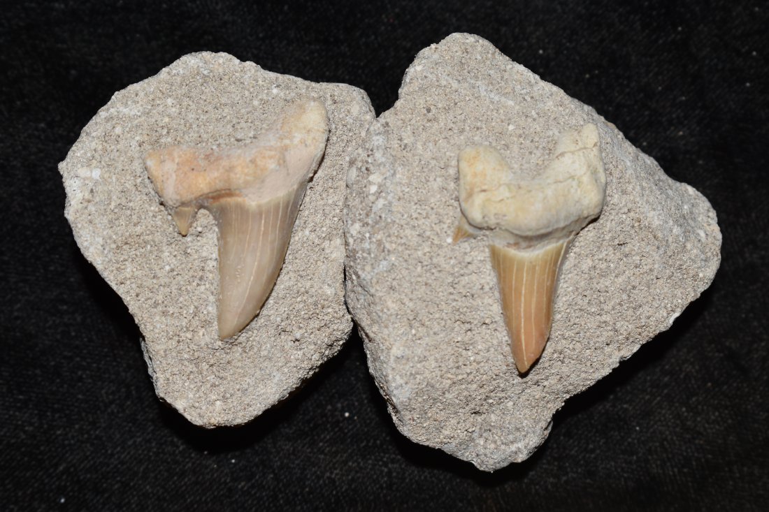 Lot of 2 Fossil Sharks Teeth: Lot of 2 Fossil Sharks Teeth