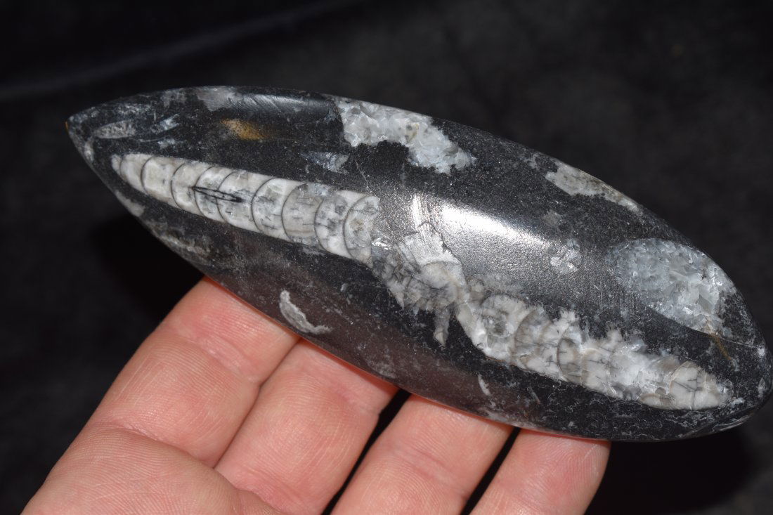 5.25 inch Ammonite Plate Fossil (1 of 3)