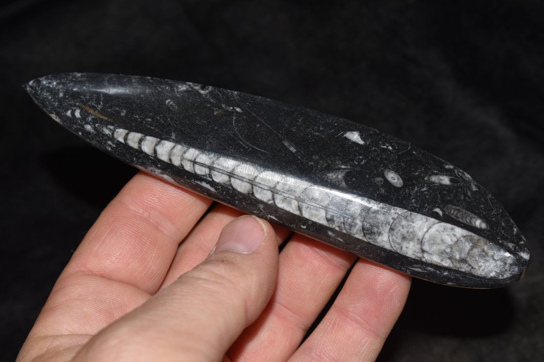 5.75 inch Ammonite Plate Fossil (1 of 3)