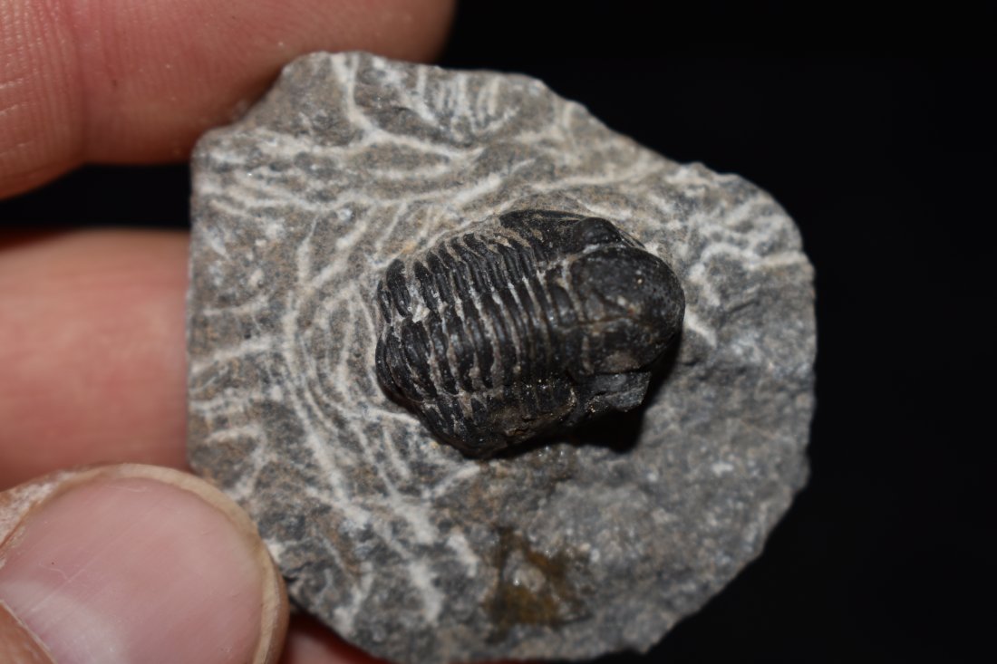 Prehistoric 400 Million Year Old Trilobite Fossil: Prehistoric 400 Million Year Old Trilobite Fossil