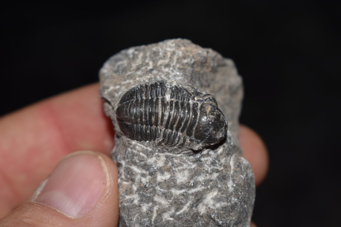 Prehistoric 400 Million Year Old Trilobite Fossil: Prehistoric 400 Million Year Old Trilobite Fossil