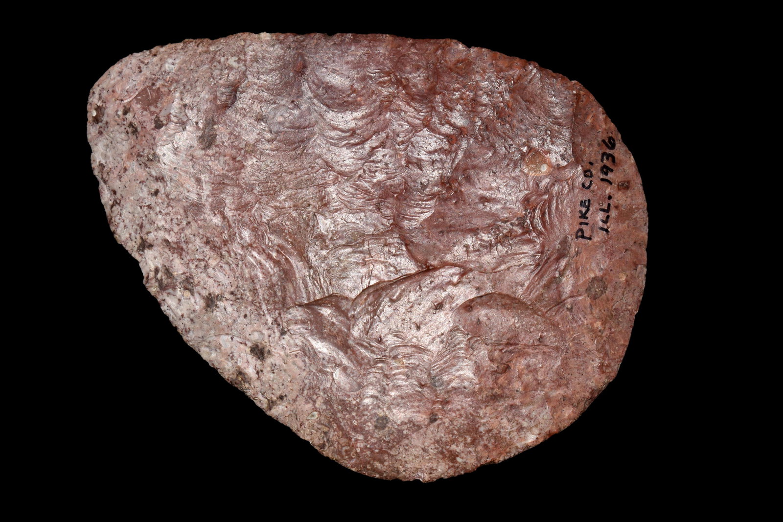 AMAZING 4 7/16" HOPEWELL NORTH BLADE, DICKEY COA, FOUND (1 of 8)