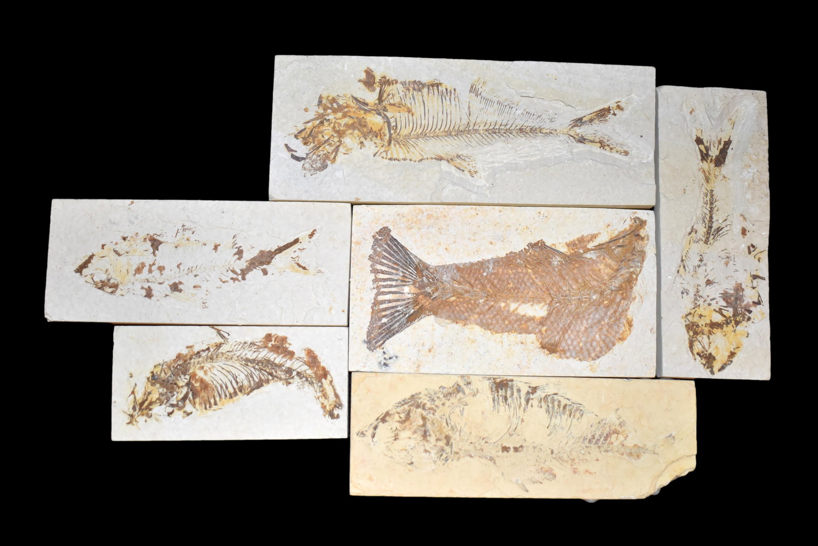 LOT OF 6 FOSSIL FISH FROM THE GREEN RIVER, WYOMING: LOT OF 6 FOSSIL FISH FROM THE GREEN RIVER, WYOMING