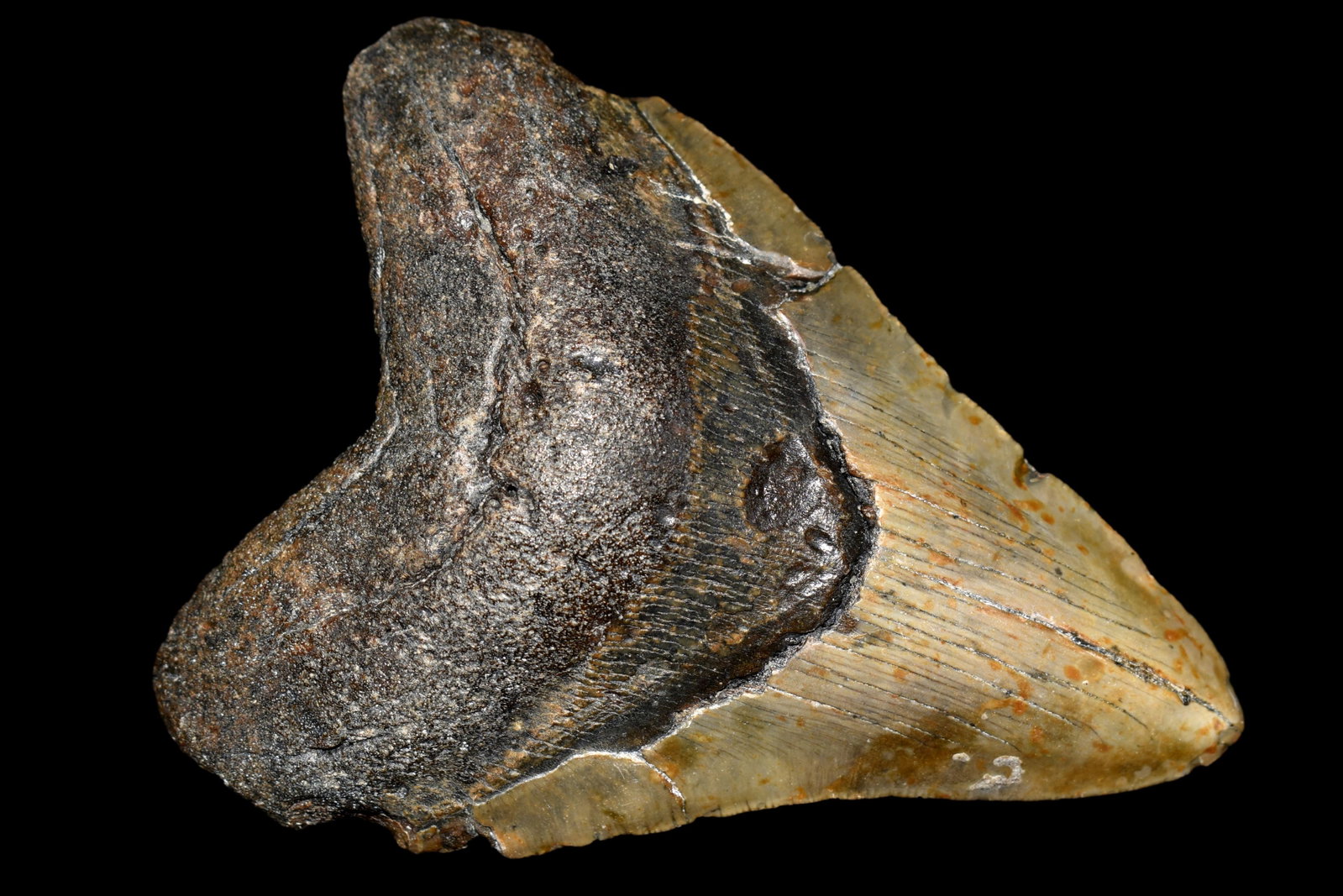 MASIVE 5 1/2" LONG MEGALODON SHARK TOOTH FOSSIL FOUND: MASIVE 5 1/2" LONG MEGALODON SHARK TOOTH FOSSIL FOUND OFF THE COAST OF CAROLINAS