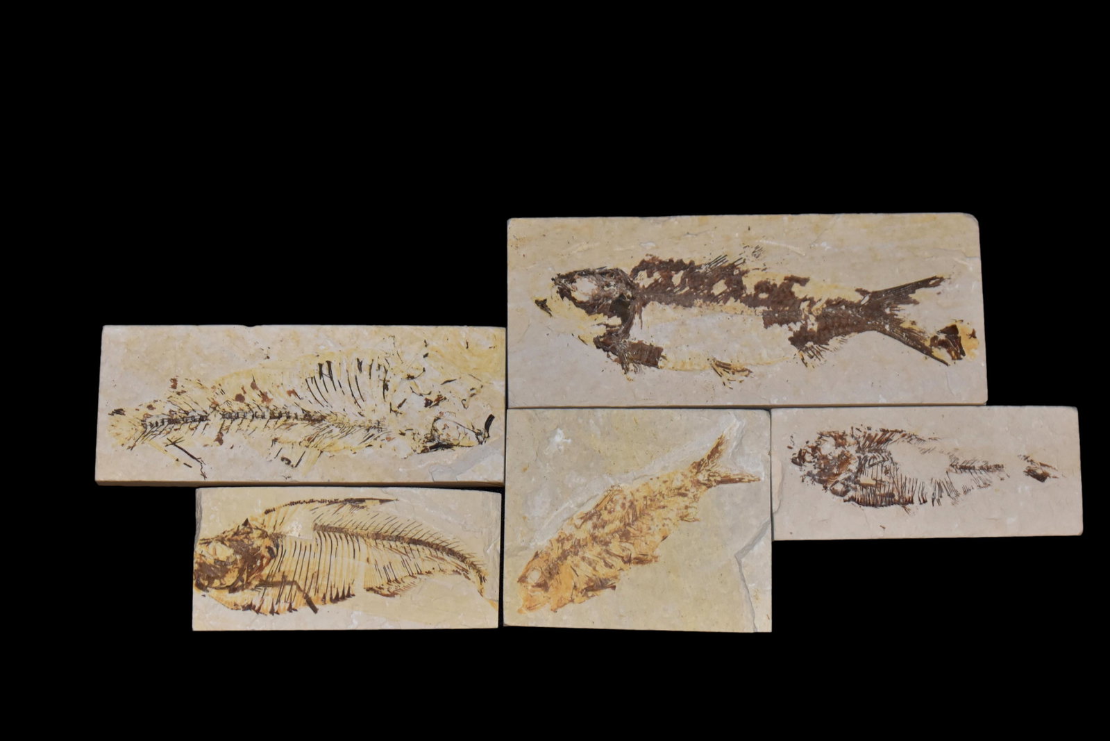 LOT OF 5 FOSSIL FISH FROM THE GREEN RIVER, WYOMING: LOT OF 5 FOSSIL FISH FROM THE GREEN RIVER, WYOMING