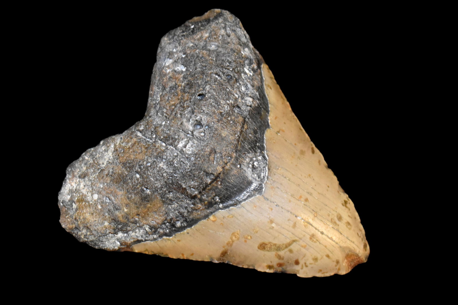 MASIVE 5 1/4" LONG MEGALODON SHARK TOOTH FOSSIL FOUND: MASIVE 5 1/4" LONG MEGALODON SHARK TOOTH FOSSIL FOUND OFF THE COAST OF CAROLINAS