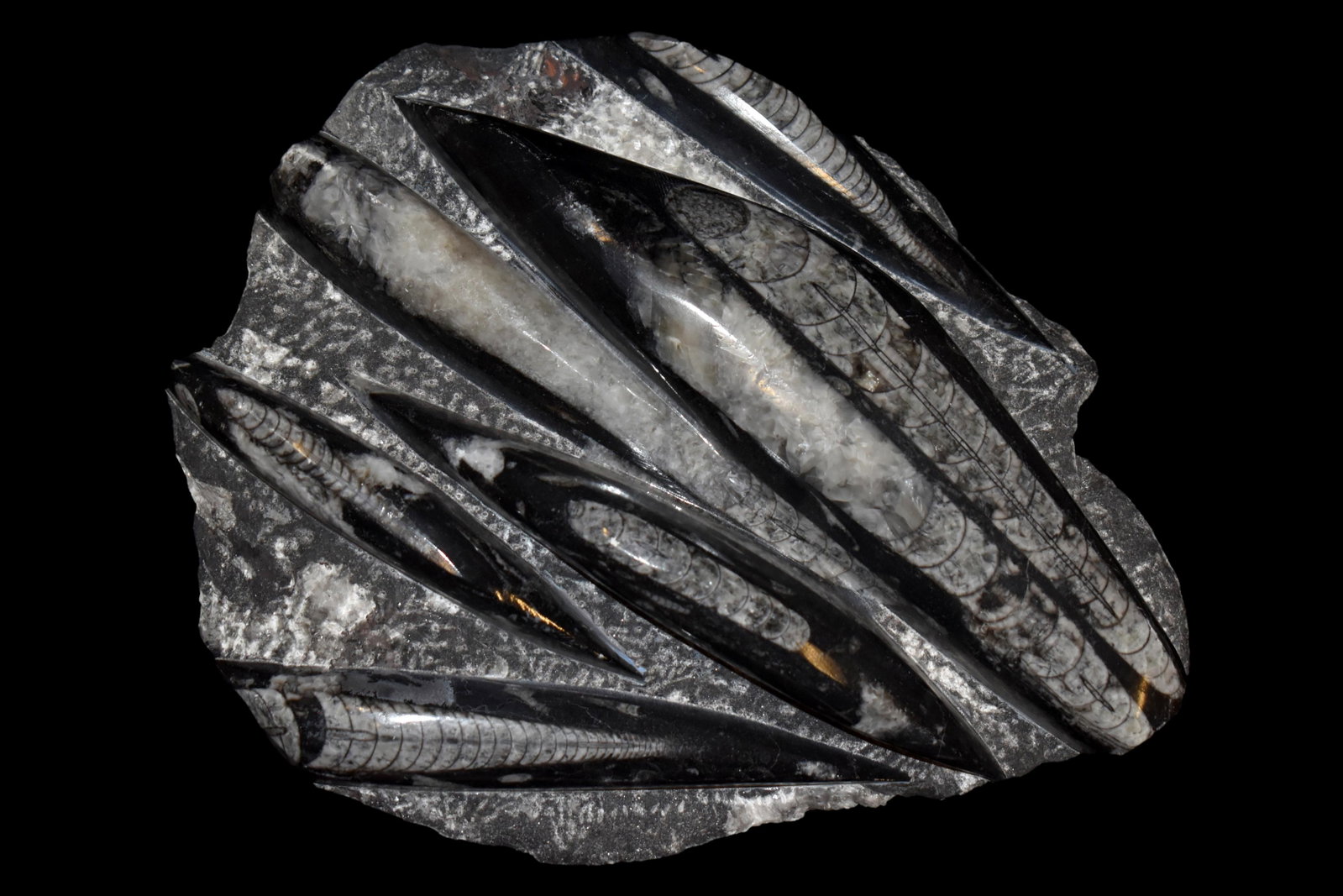 HUGE 11" LONG ORTHOCERAS FOSSIL FORMATION, NICE LARGE: HUGE 11" LONG ORTHOCERAS FOSSIL FORMATION, NICE LARGE PIECE THAT DISPLAYS GREAT