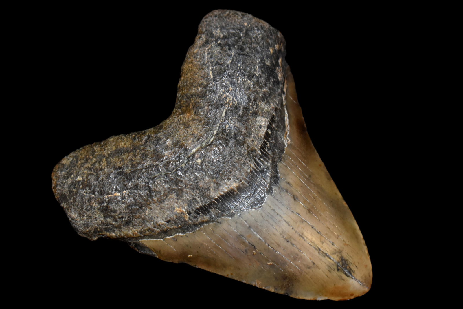 MASSIVE 5 1/2" LONG MEGALODON SHARK TOOTH FOSSIL FOUND: MASSIVE 5 1/2" LONG MEGALODON SHARK TOOTH FOSSIL FOUND OFF THE COAST OF CAROLINAS