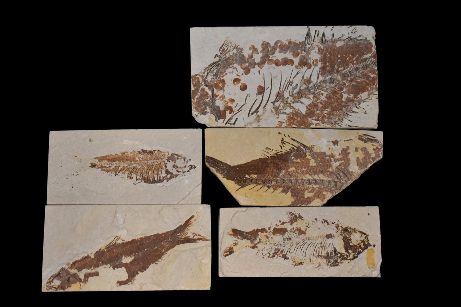 LOT OF 5 FOSSIL FISH FROM THE GREEN RIVER, WYOMING: LOT OF 5 FOSSIL FISH FROM THE GREEN RIVER, WYOMING