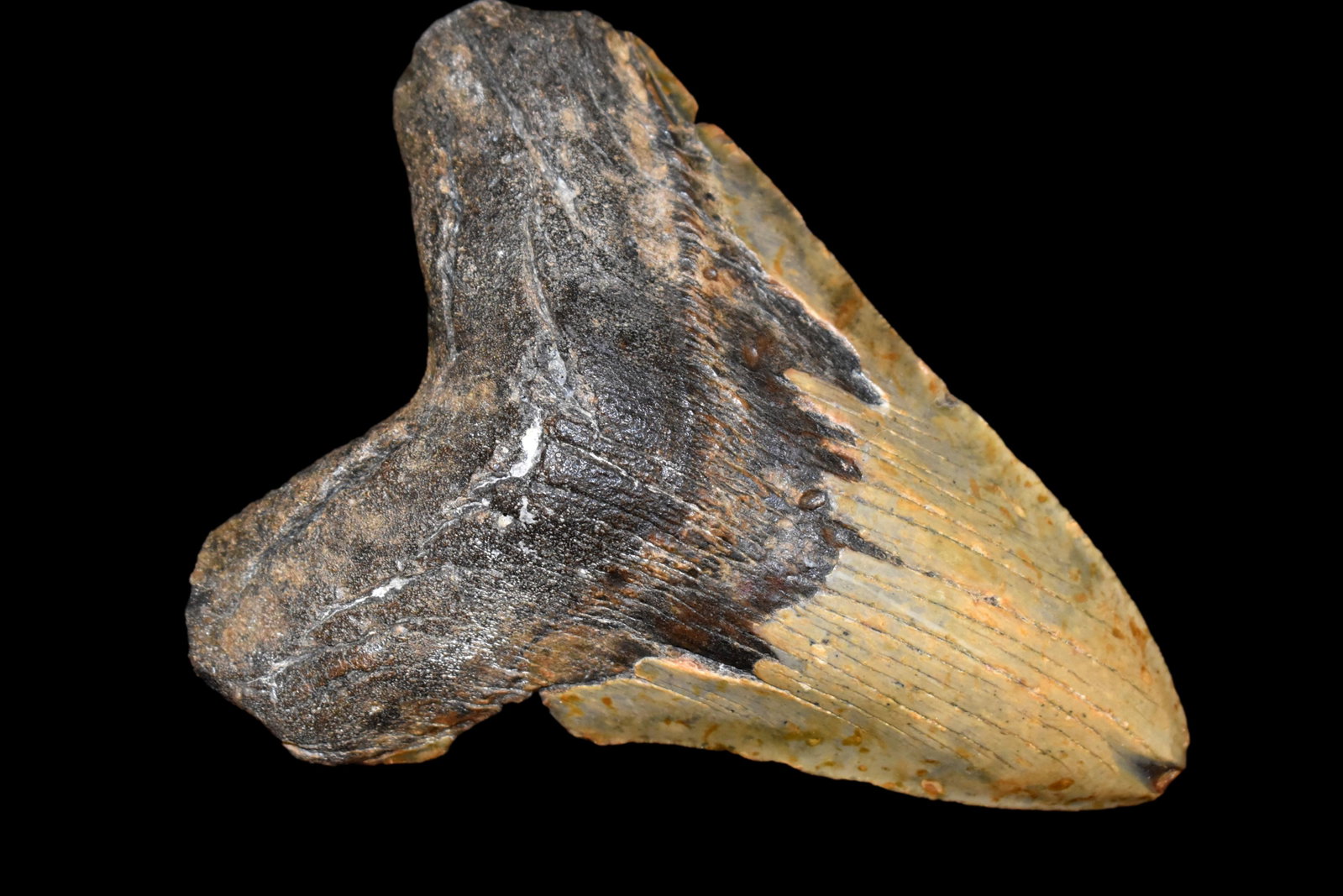 MASSIVE 6" LONG MEGALODON SHARK TOOTH FOSSIL FOUND OFF: MASSIVE 6" LONG MEGALODON SHARK TOOTH FOSSIL FOUND OFF THE COAST OF CAROLINAS