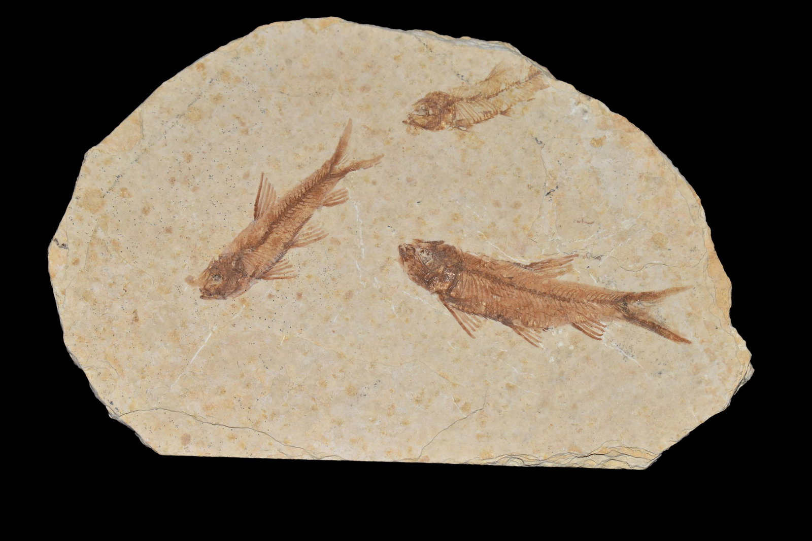 NICE MULTIPLE FOSSIL FISH FROM THE GREEN RIVER,: NICE MULTIPLE FOSSIL FISH FROM THE GREEN RIVER, WYOMING, GREAT DETAIL
