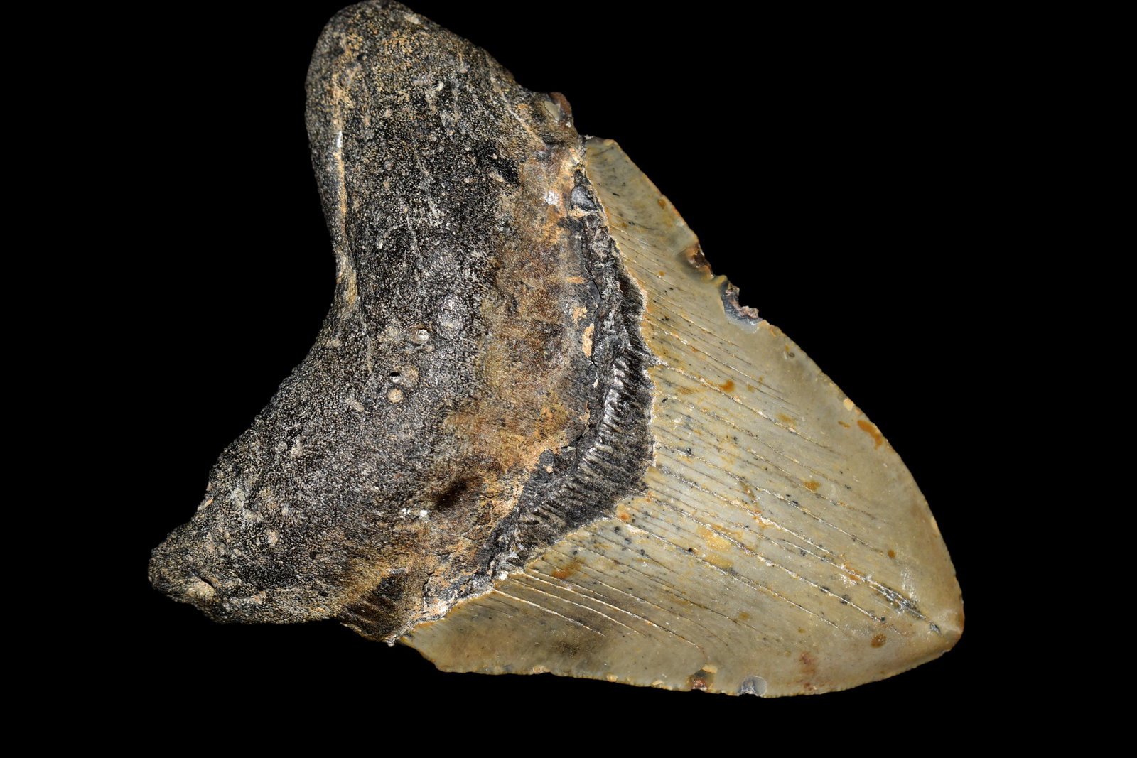 HUGE 5 3/8" LONG MEGALODON SHARK TOOTH FOSSIL FOUND OFF: HUGE 5 3/8" LONG MEGALODON SHARK TOOTH FOSSIL FOUND OFF THE COAST OF CAROLINAS