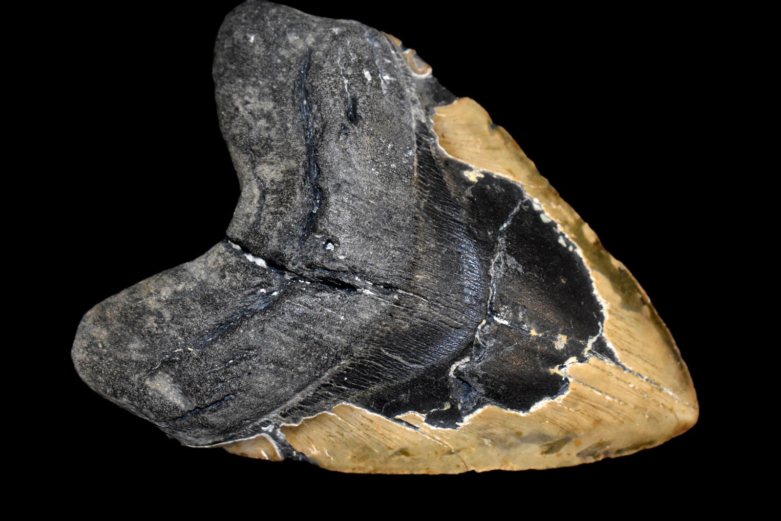 MASSIVE 6" LONG MEGALODON SHARK TOOTH FOSSIL FOUND OFF: MASSIVE 6" LONG MEGALODON SHARK TOOTH FOSSIL FOUND OFF THE COAST OF CAROLINAS