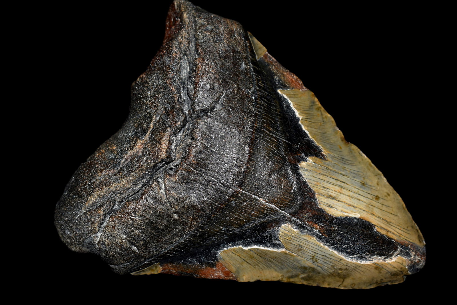 HUGE 5 7/8" LONG MEGALODON SHARK TOOTH FOSSIL FOUND OFF: HUGE 5 7/8" LONG MEGALODON SHARK TOOTH FOSSIL FOUND OFF THE COAST OF CAROLINAS